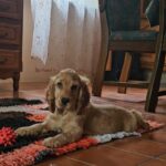 Debby-female-english-cocker-spaniel-puppy-for-sale- (4)