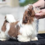 Dillara-female-Shih-Tzu-puppy-for-sale-1