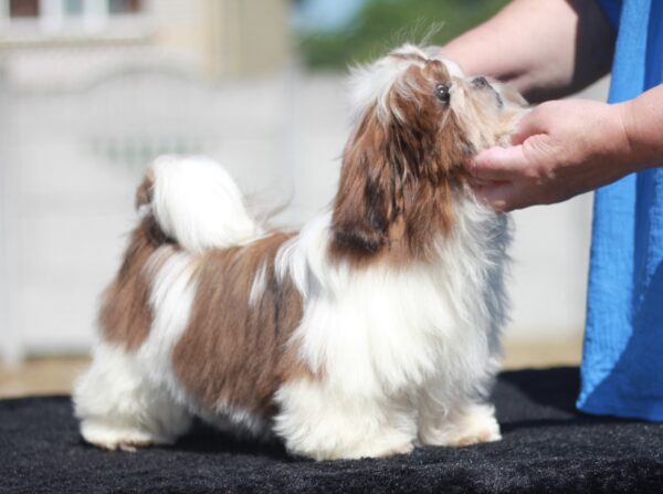 Dillara Shih Tzu Dillara Shih Tzu