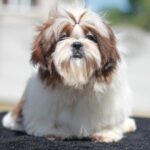 Dillara-female-Shih-Tzu-puppy-for-sale-2