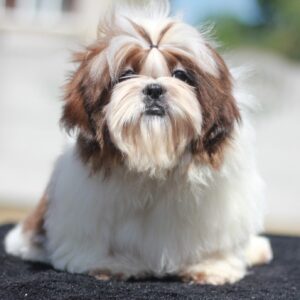 Dillara Shih Tzu Dillara Shih Tzu