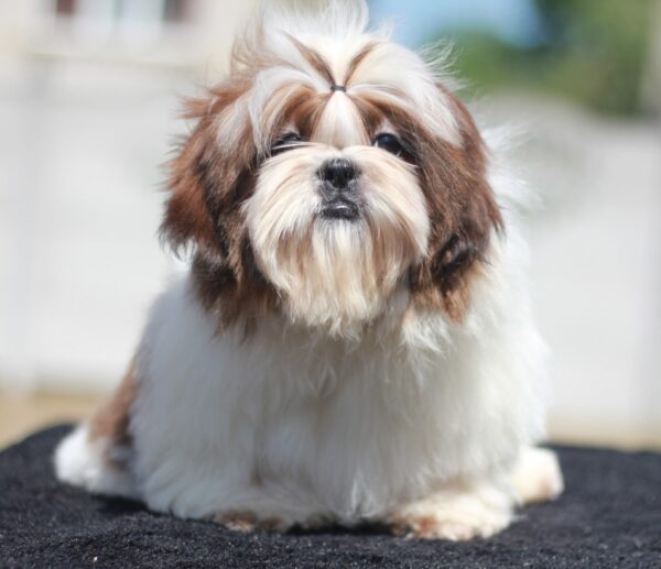 Dillara Shih Tzu Dillara Shih Tzu
