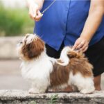 Dillara-female-Shih-Tzu-puppy-for-sale-3