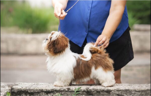 Dillara Shih Tzu Dillara Shih Tzu