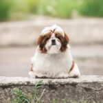 Dillara-female-Shih-Tzu-puppy-for-sale-4