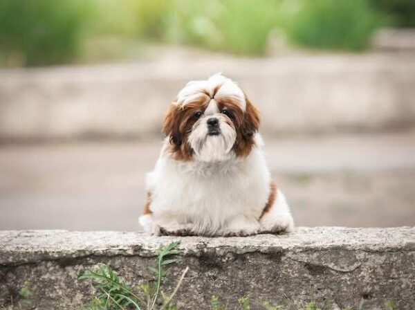 Dillara Shih Tzu Dillara Shih Tzu