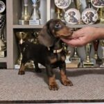Dina-female-dachshund-puppy-for-sale- (1)