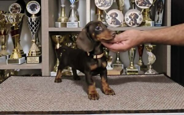 Dina Dachshund Dina Dachshund