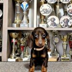 Dina-female-dachshund-puppy-for-sale- (2)