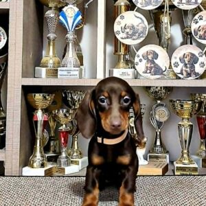 Dina Dachshund Dina Dachshund