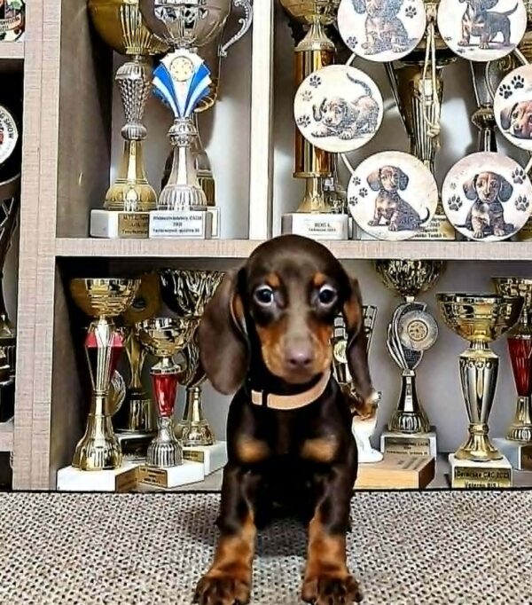 Dina Dachshund Dina Dachshund