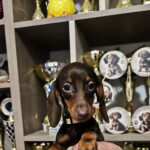 Dina-female-dachshund-puppy-for-sale- (3)