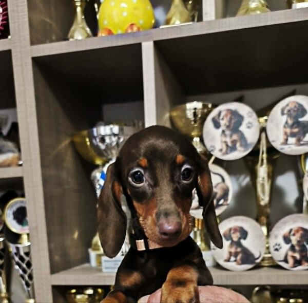 Dina Dachshund Dina Dachshund