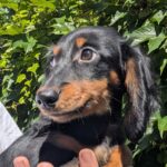 Diora-female-Dachshund-puppy-for-sale-1