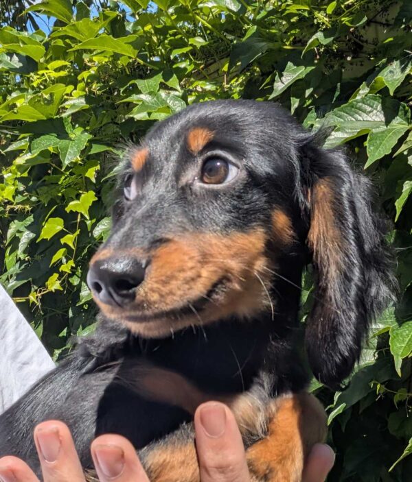 Diora Miniature Dachshund Diora Miniature Dachshund
