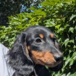 Diora-female-Dachshund-puppy-for-sale-2