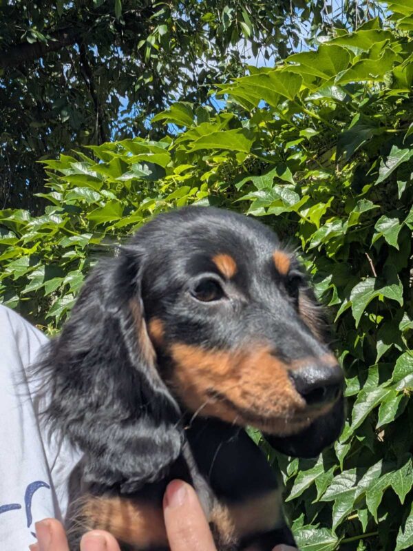 Diora Miniature Dachshund Diora Miniature Dachshund