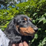 Diora-female-Dachshund-puppy-for-sale-3