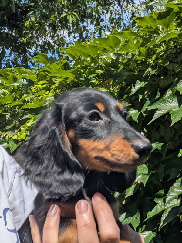 Diora Miniature Dachshund Diora Miniature Dachshund