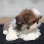 Dominic-male-Shih-Tzu-puppy-for-sale-1