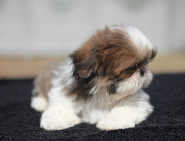 Dominic Shih Tzu Dominic Shih Tzu