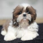 Dominic-male-Shih-Tzu-puppy-for-sale-2