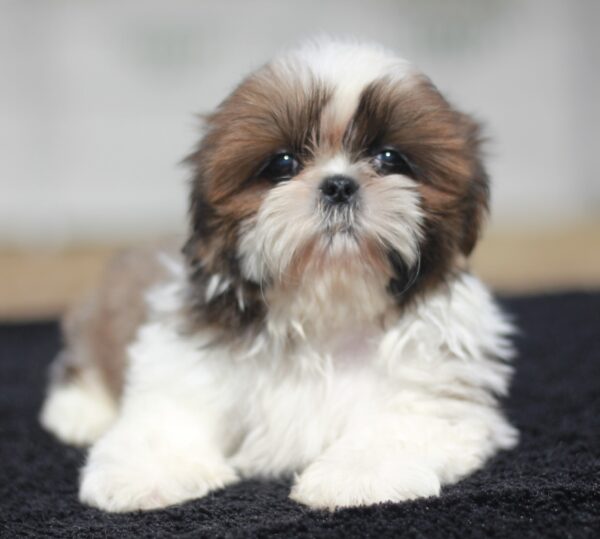 Dominic Shih Tzu Dominic Shih Tzu
