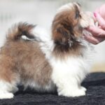 Dominic-male-Shih-Tzu-puppy-for-sale-3