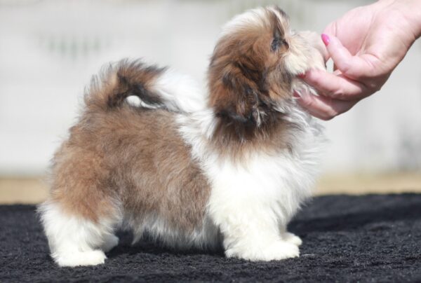 Dominic Shih Tzu Dominic Shih Tzu