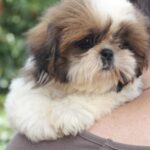 Dominic-male-Shih-Tzu-puppy-for-sale-4