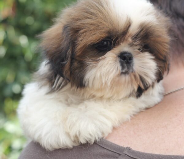 Dominic Shih Tzu Dominic Shih Tzu