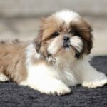 Dominic-male-Shih-Tzu-puppy-for-sale-5