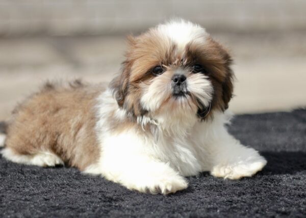 Dominic Shih Tzu Dominic Shih Tzu
