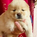Dorian-male-Chow-puppy-for sale-1