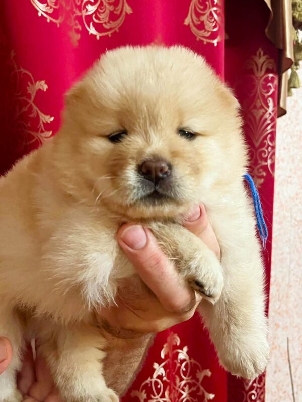 Dorian Chow-Chow Dorian Chow-Chow