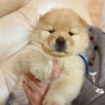 Dorian-male-Chow-puppy-for sale-2