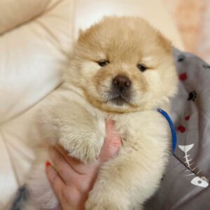 Dorian Chow-Chow Dorian Chow-Chow