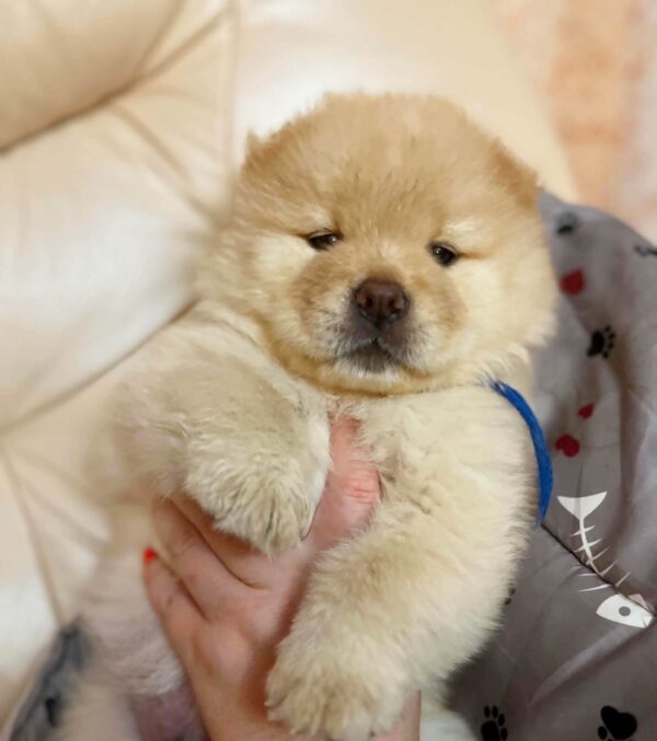 Dorian Chow-Chow Dorian Chow-Chow