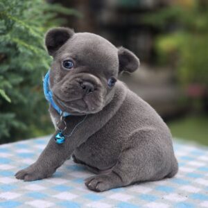 Dorian French Bulldog Dorian French Bulldog