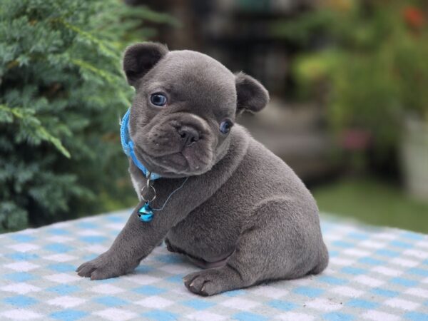 Dorian French Bulldog Dorian French Bulldog