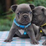 Dorian-male-French-bulldog-puppy-for-sale-2