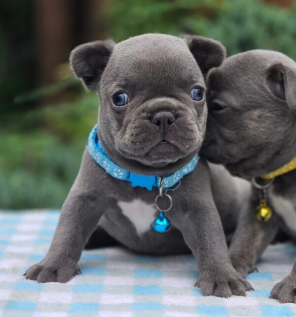 Dorian French Bulldog Dorian French Bulldog