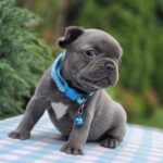 Dorian-male-French-bulldog-puppy-for-sale-3