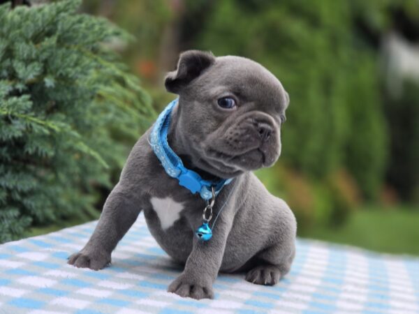 Dorian French Bulldog Dorian French Bulldog