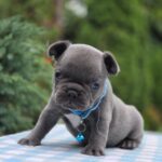 Dorian-male-French-bulldog-puppy-for-sale-4