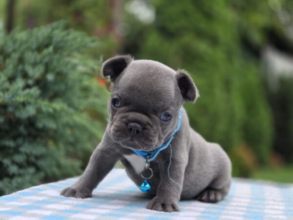 Dorian French Bulldog Dorian French Bulldog