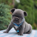 Dorian-male-French-bulldog-puppy-for-sale-5