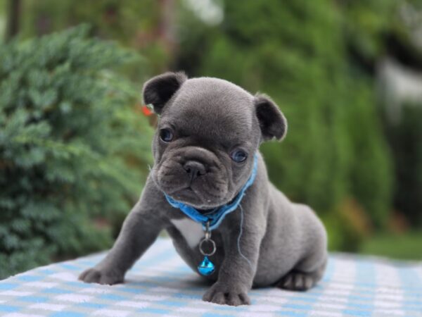 Dorian French Bulldog Dorian French Bulldog