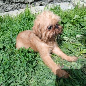 Ella Brussels Griffon Ella Brussels Griffon