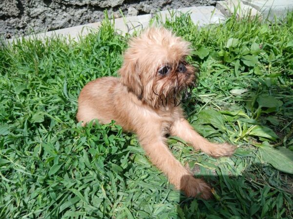 Ella Brussels Griffon Ella Brussels Griffon